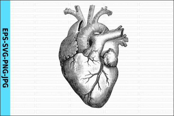 Download Anatomical Heart Vector Realistic Heart - Heart Collection